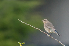 Mountain Bluebird